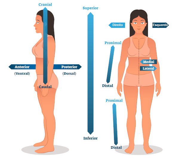 Termos das direЗфes anatomicas