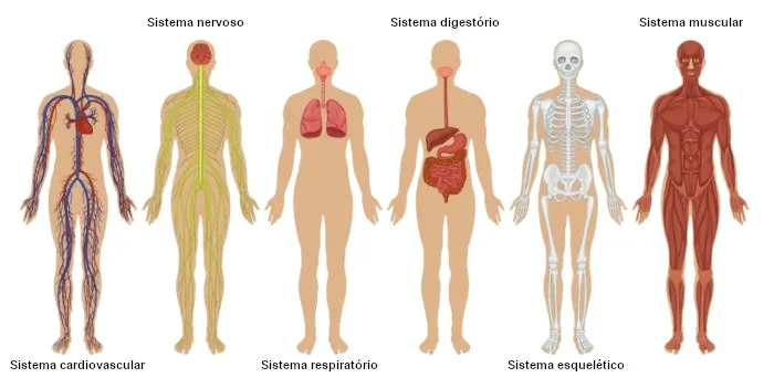 sistemas do corpo humano