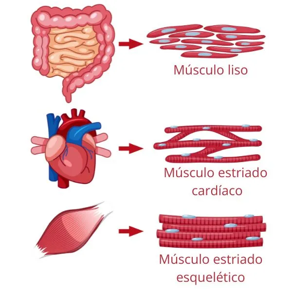 tipos tecidos musculares (1)